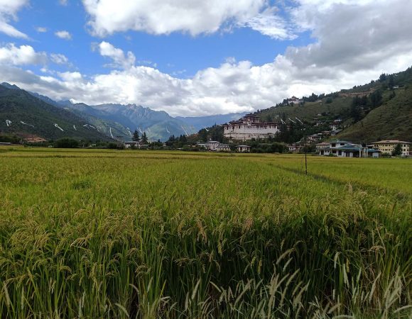 Bhutanese Bounty