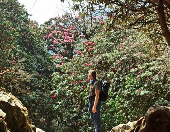 Rhododendron Routes