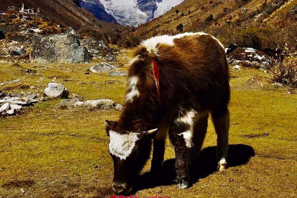 Cattle grazing jomolhari trek