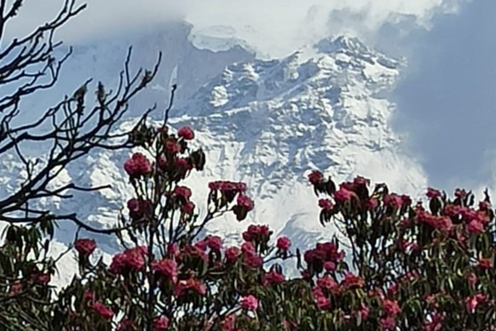 Rhododendron snowy mountain view druk path trek