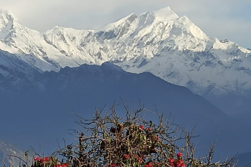 Mountain rhododendron view druk path trek