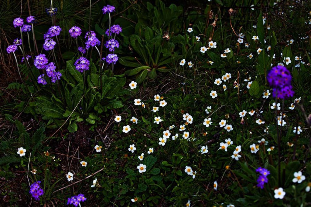 Beautiful flowers and fauna gangtey trek