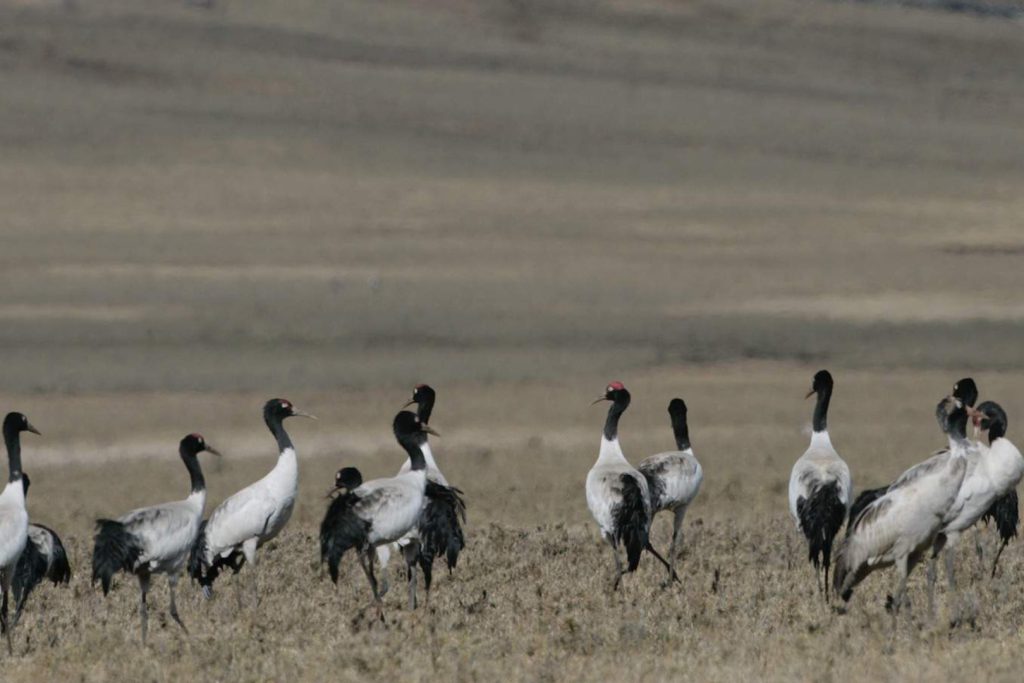 Black necked crane gangtey trek